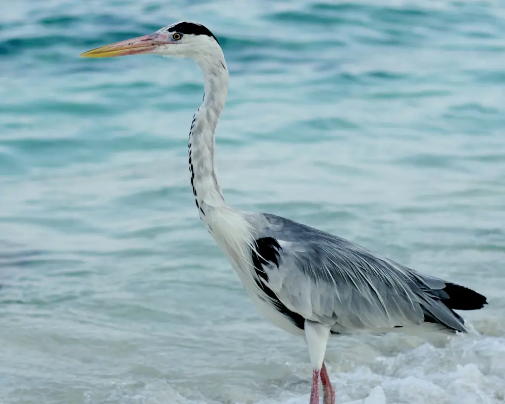 Blue Heron In Pensacola